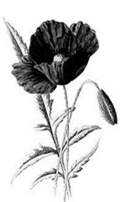 Baharda gelinciklerin en güzel başlangıçları müjdelemesi gibi...